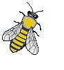 abeille animée
